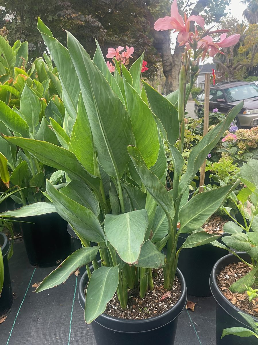 Thai Pink Canna in bloom